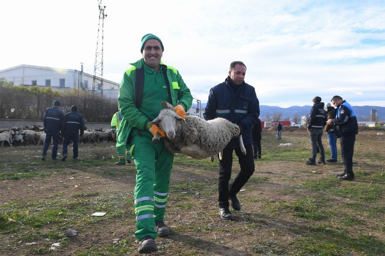 Bursa’da keçi ve koyunlar kaçtı… Osmangazi ekipleri yakaladı