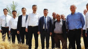 Mudanya’da yeni çeşit buğdaylara hasat