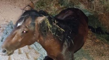 Manisa’da yılkı atı tedavi sonrası yeniden doğal yaşamda