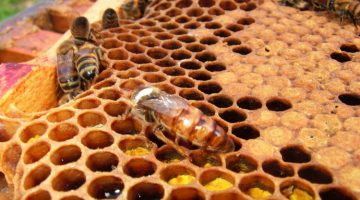 Arı ürünlerine ilişkin önemli düzenleme